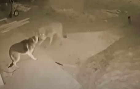 Deutscher Schäferhund trifft auf Wolf