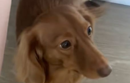 Chien Teckel