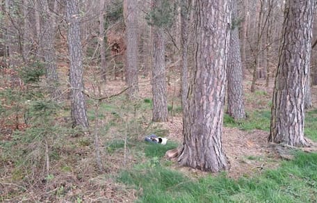 abandono animal gatitos