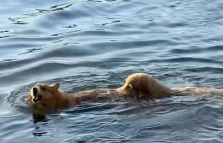 Chiens Golden Corgy