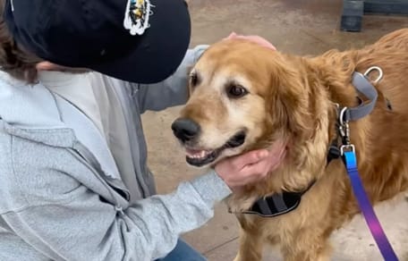 Golden Retriever being brought into rescue
