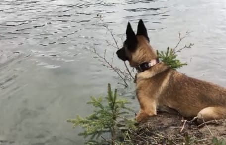 ataque en río