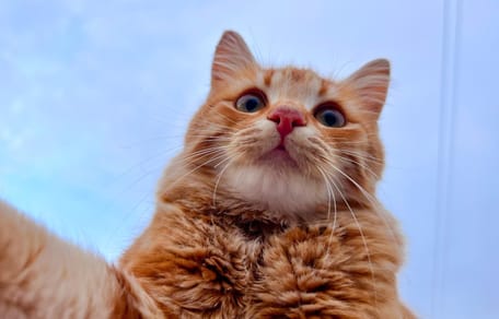 Un chat roux qui pose pour un selfie