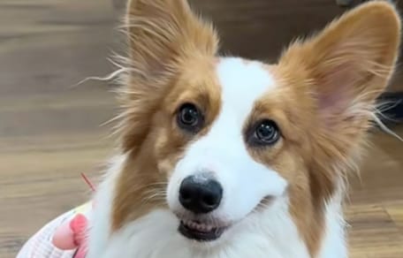 Corgy