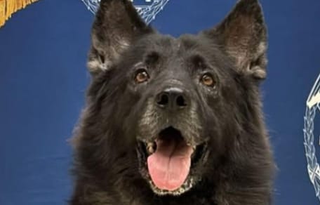 Black police dog
