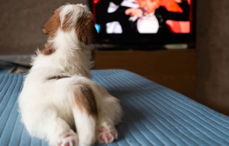 pies ogląda tv
