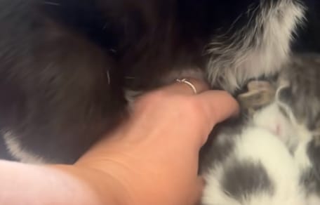 Pequeño intruso entre los gatitos