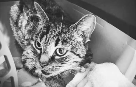 Katze Xylia