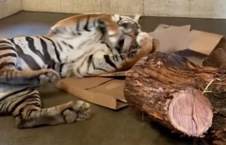 Tiger spielt mit Karton