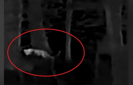 Handelt es sich hier um eine Raubkatze?