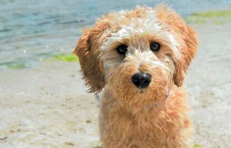 Goldendoodle Tucker