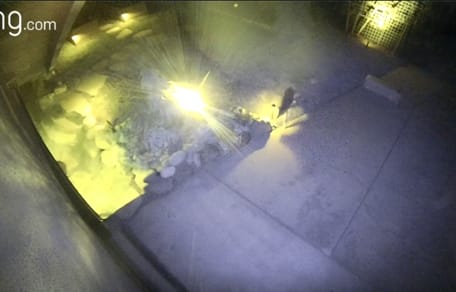 Kojote schleicht sich in den Garten