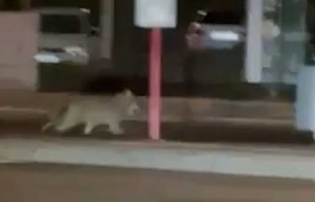 Wolf läuft durch Lüdenscheid