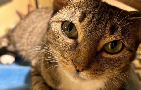 Una gata aparece en su jardín con tres gatitos