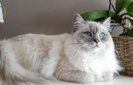do ragdoll cats shed: ragdoll cat next to plant