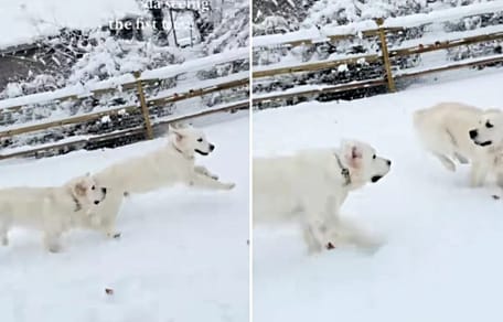 Golden Retriever im Schnee