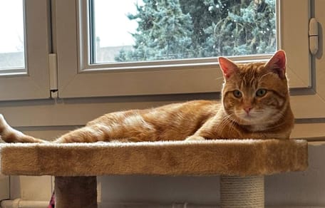 Un chat roux allongé sur un arbre à chat