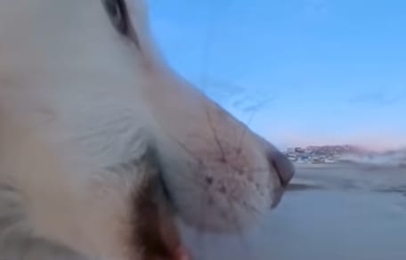 Husky verschleppt Kamera