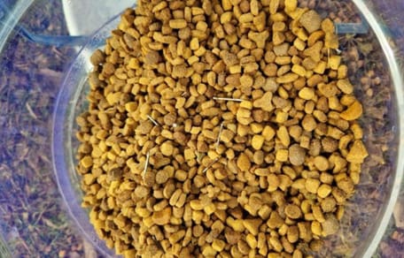 Nägeln in einem Napf mit Katzenfutter