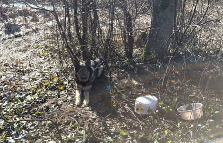 Czujność strażników leśnych uratowała mu życie. Jeszcze kilka chwili i byłoby za późno