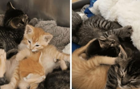 A 3 secondi dalla morte: un uomo salva minuscoli gattini condannati in un cartone