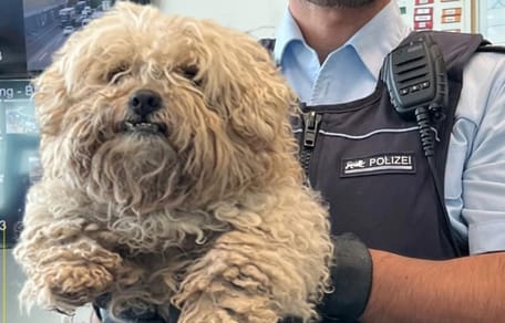 Hund nahe der Autobahn gefunden, doch alle haben nur Augen für den Polizisten
