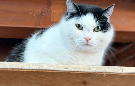 Katze Brummi