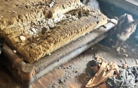 Zernagtes Bett mit den geretteten Hunden