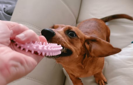 A mi cachorro le están saliendo los dientes