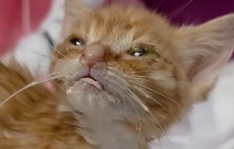 Katzenbaby Krümelsaurus
