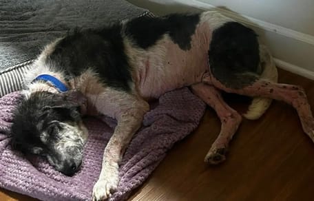 Un chien est abandonné dans un jardin : en famille d’accueil, le chien subit une transformation