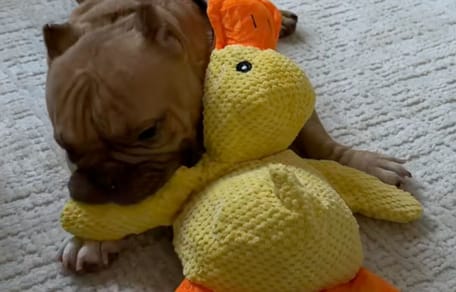 Chien avec une peluche canard