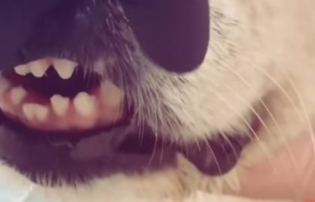Tierarzt hält eine Hundeschnauze in den Fingern