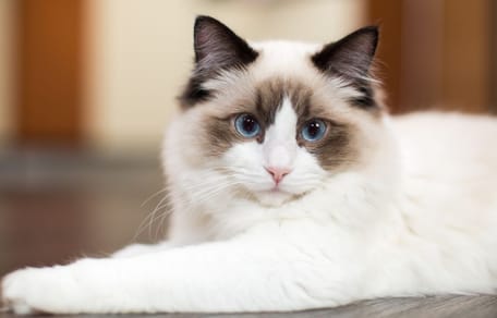 Una gata ragdoll elige un lugar insólito para amamantar a sus gatitos