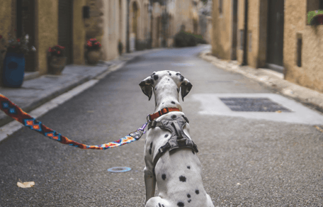 Dalmatian sitting on-lead in street