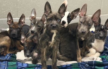 7 chiots