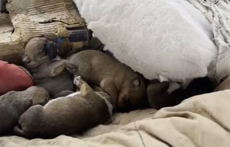 7 chiots abandonnés