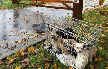 7 puppy's achtergelaten in storm in Engeland