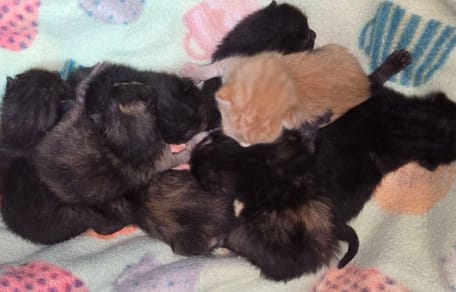 8 abandoned kittens