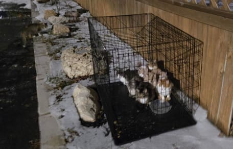8 kittens locked in a cage