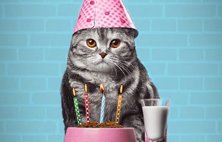 chat 20 ans