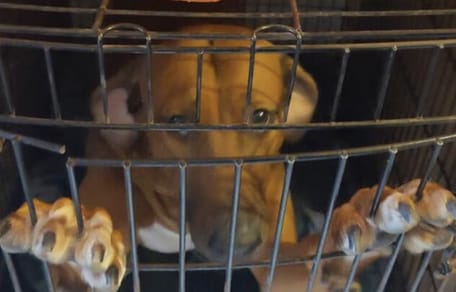 84 honden gered bij voormalig hondenfokker in Overijssel