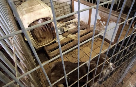 9 honden weggehaald bij fokker in Hulst