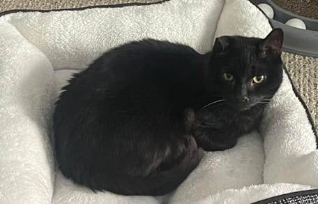 Ein schwarzer Kater in seinem Korb