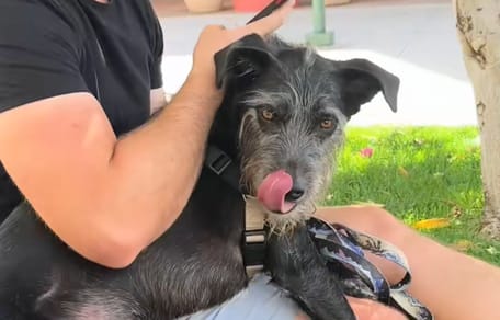 Ein Hund auf dem Schoß seines Besitzers