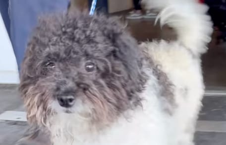 Een pluizige achtergelaten hond