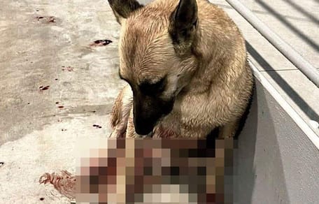 Aangereden hond in Griekenland wordt gered door drietal Nederlanders