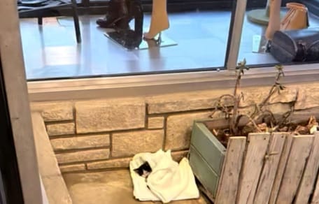 Abandono de un gatito