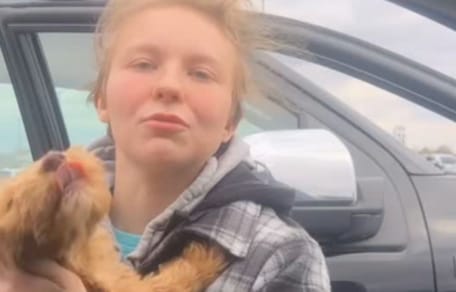 A returned Goldendoodle puppy