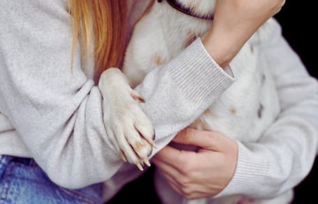 "No mueras conmigo", el mensaje de un perro al otro lado del arcoíris que parten el alma